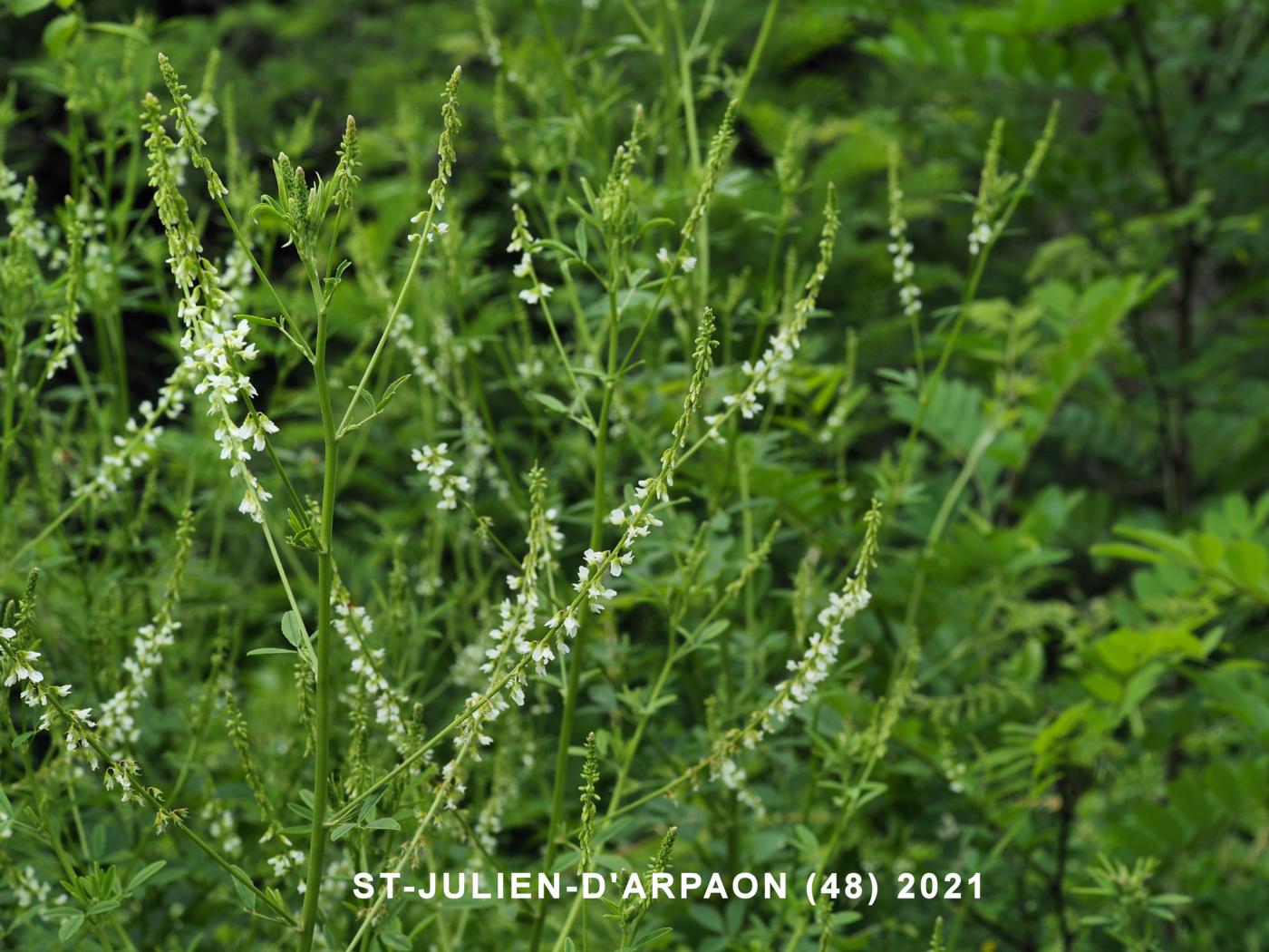 Melilot, White plant